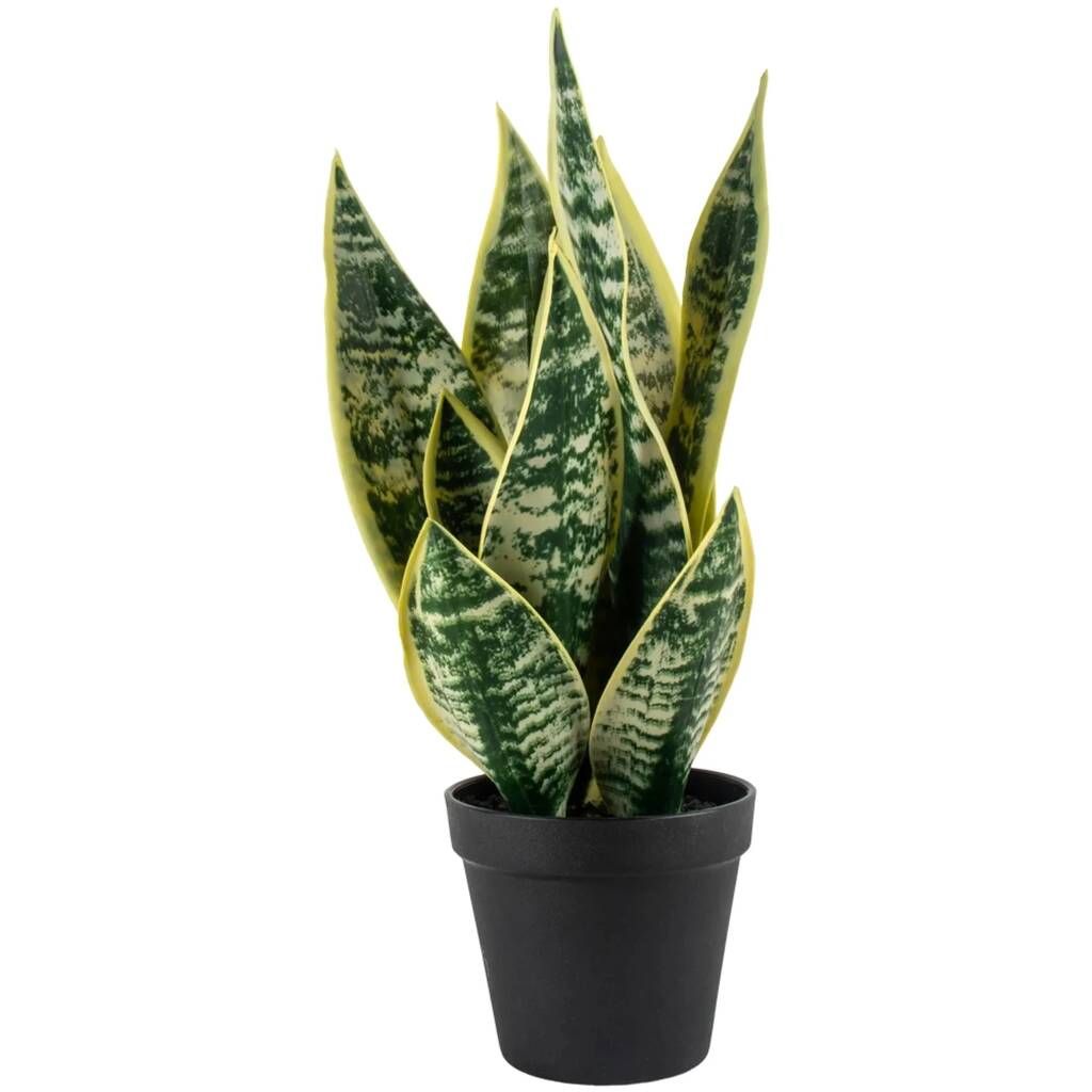 Snake Plant (Nagini gida)
